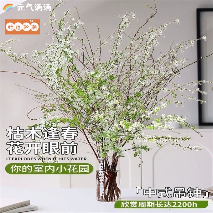 水培干支雪柳冬季耐寒花卉家居室内绿植水培植物水养雪柳鲜枝水养