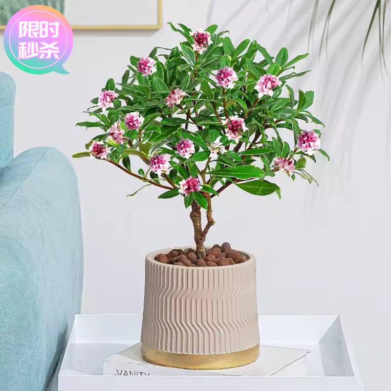 金边瑞香盆栽浓香型室内木本花卉吸甲醛观花植物耐寒花卉四季开花