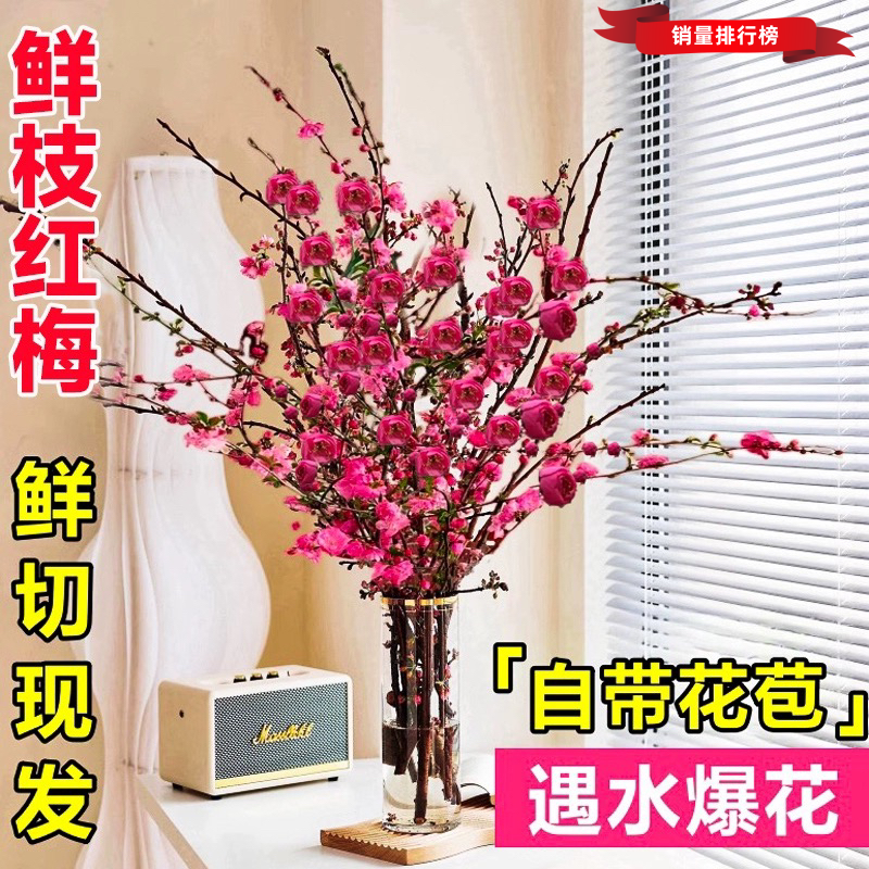 水培鲜枝红梅干枝水养鲜花卉梅花植物桃花枝雪柳室内客厅绿植盆栽