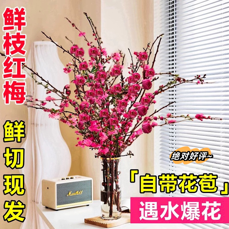 新年装饰鲜切梅花遇水桃花花苞水培开花冬季室内干枝年宵花卉红梅