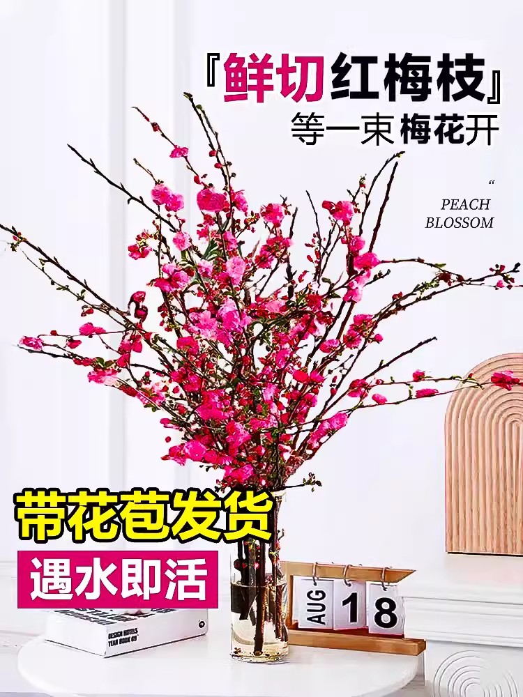 红梅水培植物干枝雪柳水养鲜花卉梅花鲜枝珍珠李室内客厅绿植盆栽