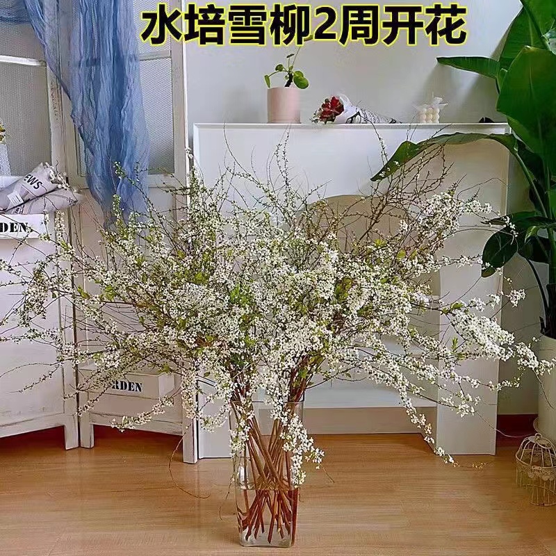 雪柳鲜枝水培植物干枝支花卉绿植物室内龙柳鲜花水养重瓣盆栽插花
