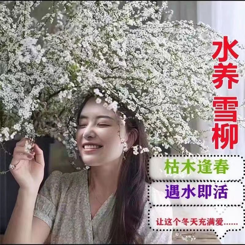 雪柳鲜枝水养插花干枝支盆栽水培植物鲜花卉室内客厅绿植开花龙柳