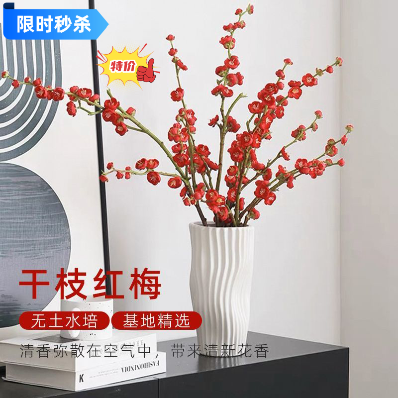 鲜切枝水培红梅带花苞干枝腊梅水养室内花卉植物装饰家用插花绿植