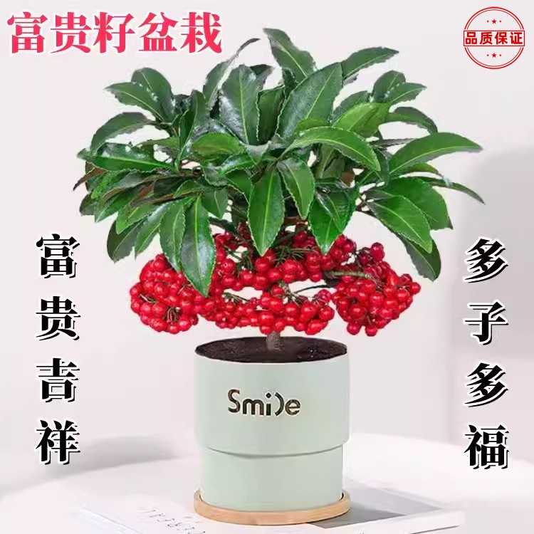 精品富贵籽盆栽绿植花卉黄金万两四季常青朱砂根观果植物室内好养