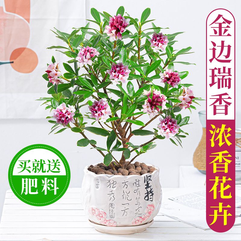 金边瑞香耐寒冬季盆栽浓香老桩观花卉浓香型四季常青室内好养易活