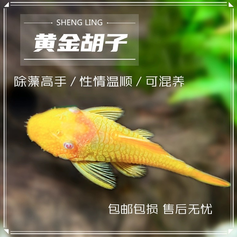 黄金胡子大帆工具鱼 除藻清理鱼缸热带小型清道夫淡水鱼