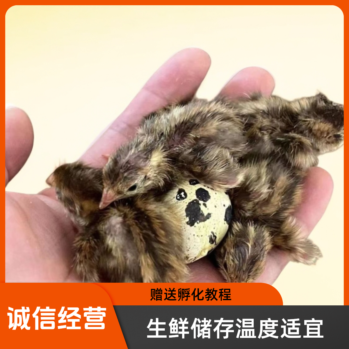 鹌鹑受精种蛋可孵化小鹌鹑出壳黄母黑公70枚
