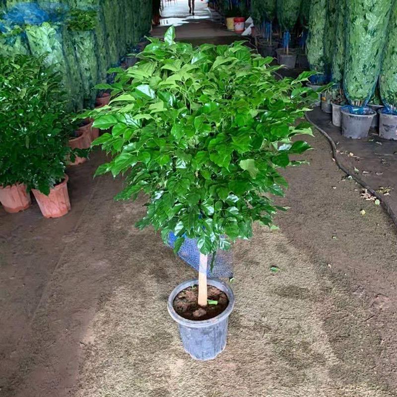 幸福树大型客厅绿植室内办公室绿宝植物发财四季常青净化空气