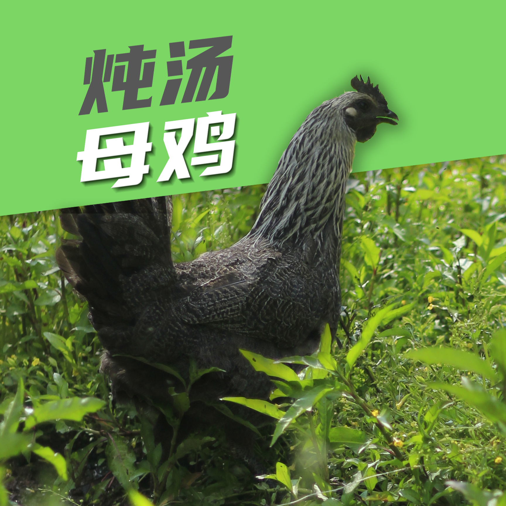 云南大理农家散养土鸡月子鸡纯粮食森林放养农村走地鸡净重2-4斤
