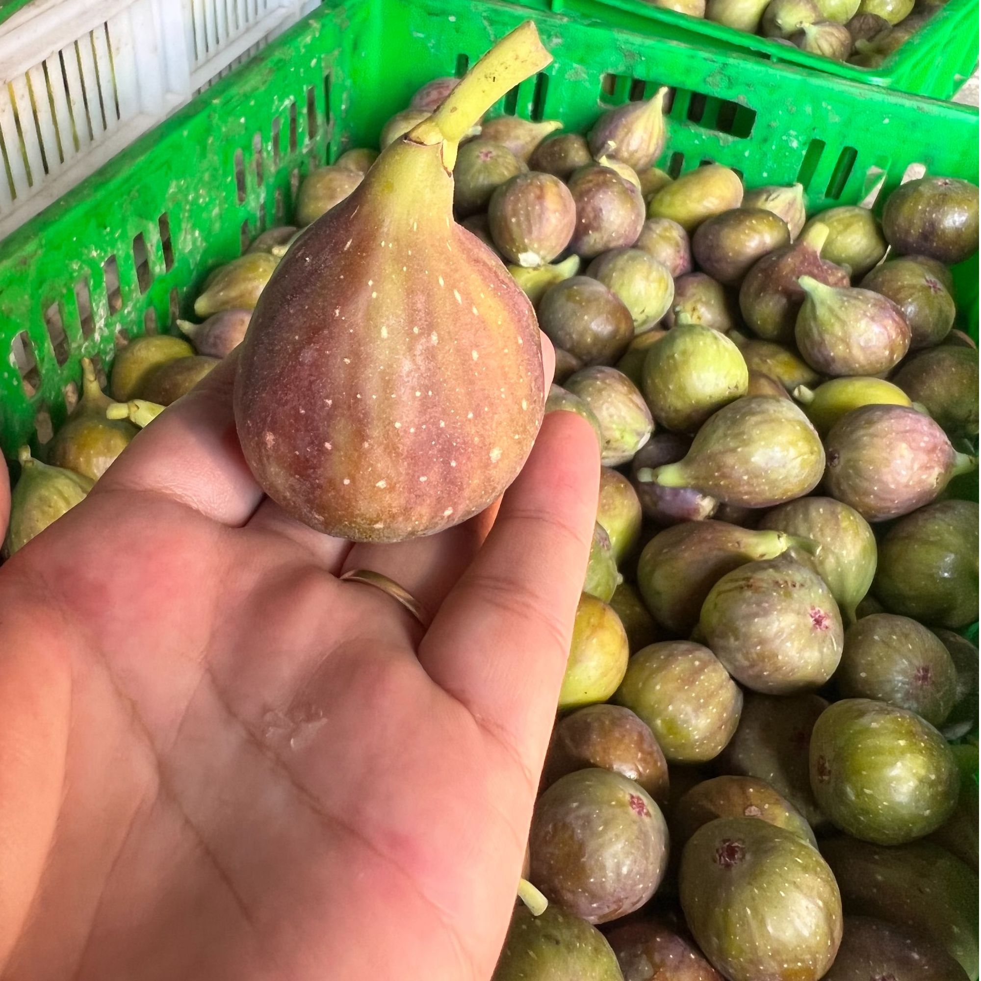威海无花果 芭劳奈无花果树上成熟新鲜采摘香甜3斤包邮