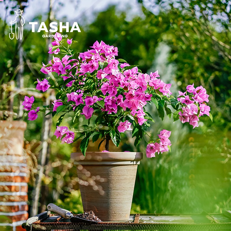 塔莎的花园三角梅盆栽庭院阳台花卉开花植物新手好养