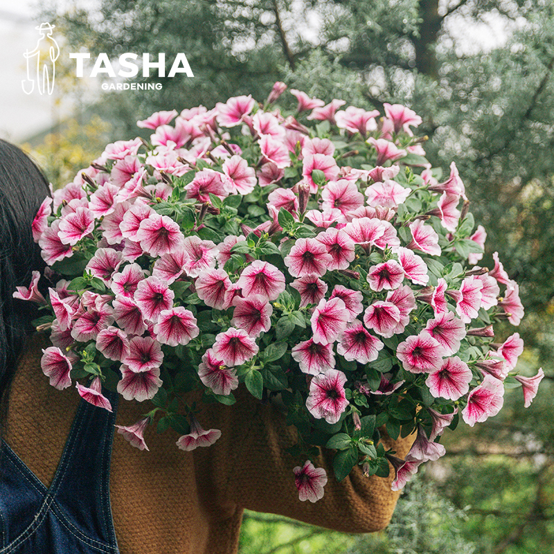 塔莎的花园矮牵牛70奶苗阳台多季开花生长花园爆花草本花卉盆栽