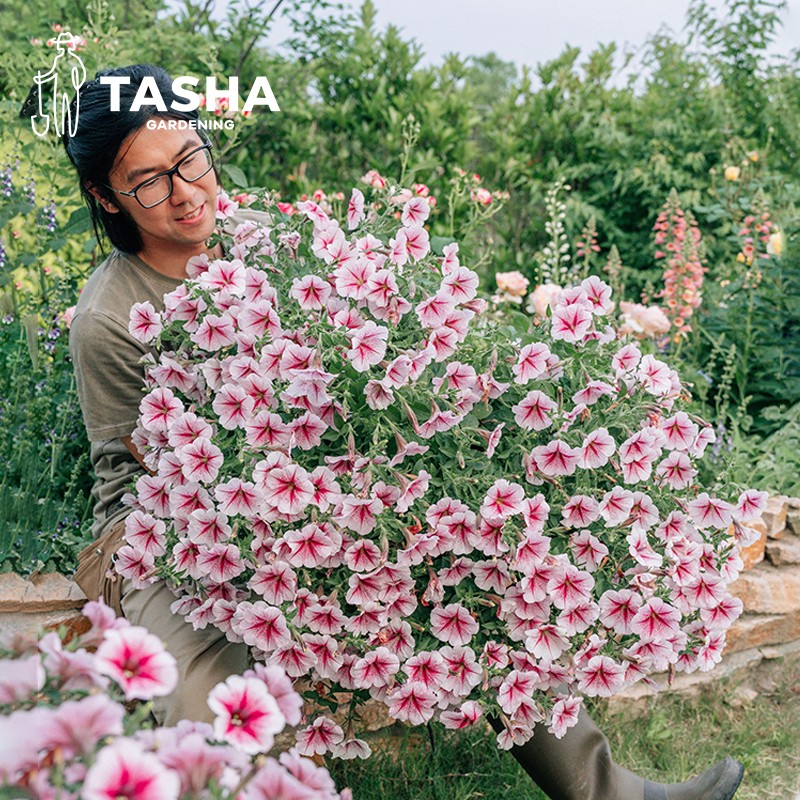 塔莎的花园矮牵牛120阳台多季开花生长花园爆花草本养眼花卉盆栽