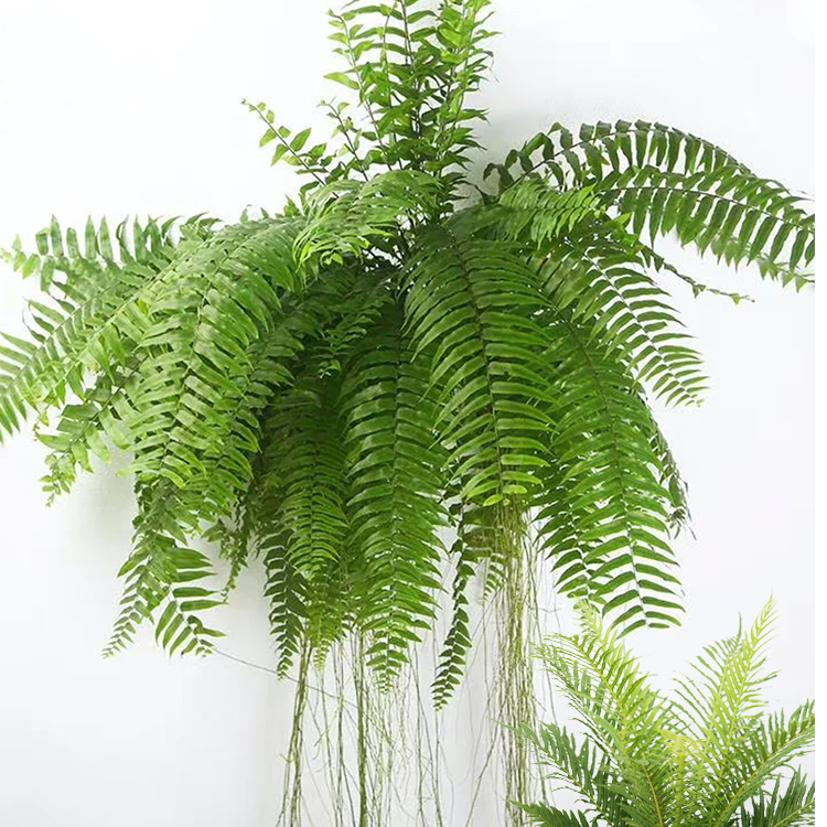 塔莎的花园霸王蕨富贵蕨室内好养护盆栽植物耐热耐湿客厅阳台常绿