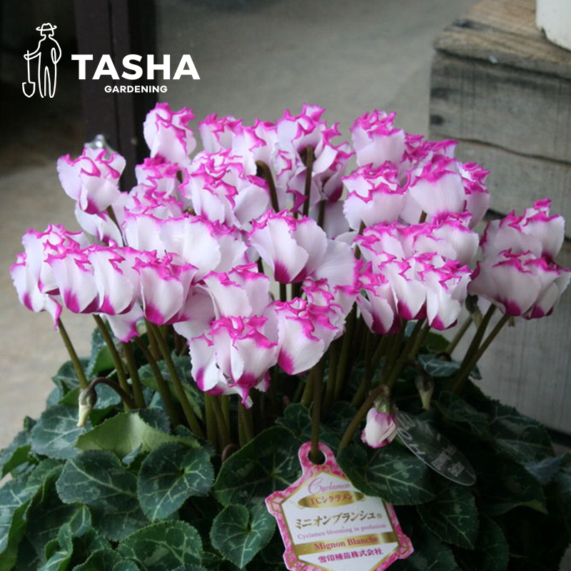 塔莎的花园仙客来蝶衣酒红花期长四季室内开花植物爆花