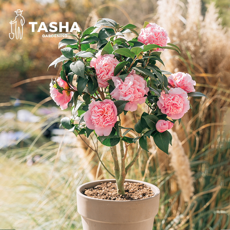 塔莎的花园茶花【0.75加仑】山茶花植物庭院室内外香妃年宵花卉