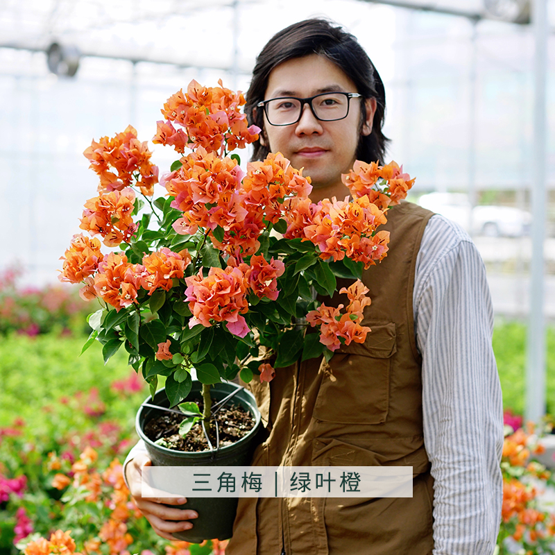 塔莎的花园三角梅绿叶橙180# 盆栽阳台花卉开花植物 直播