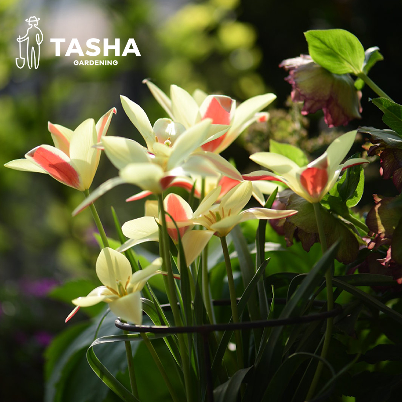 塔莎的花园郁金香常温球5度球种球地栽家庭园艺庭院花卉