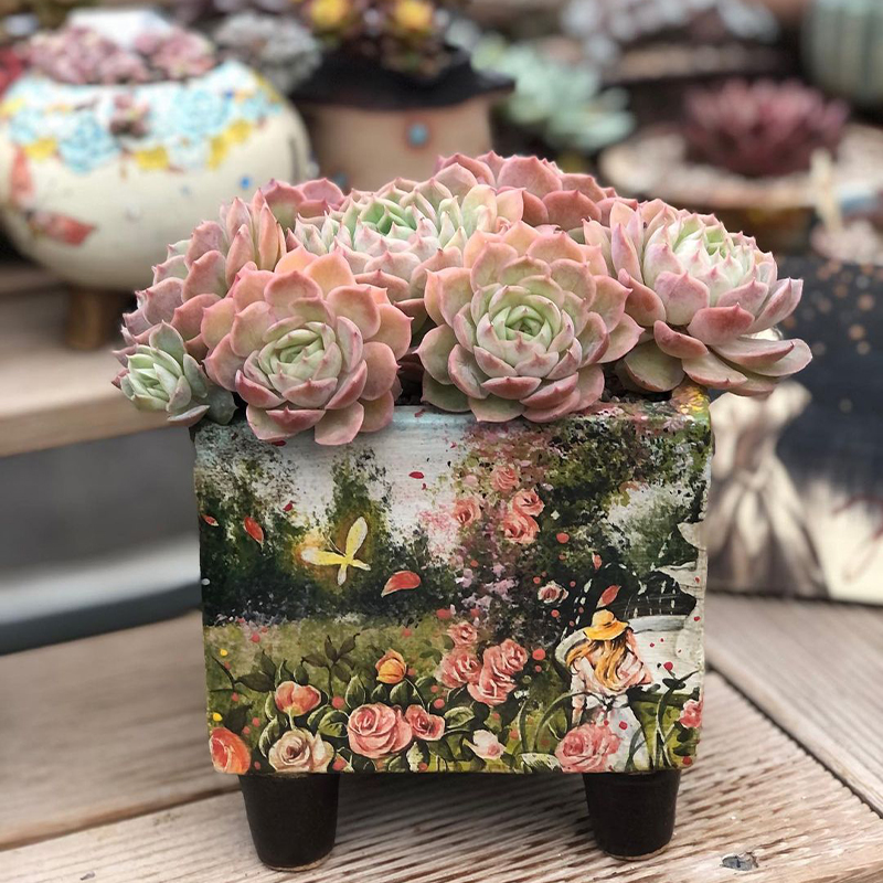 T12月20日VIP【土豪三姐HUE】 金姐妹进口高端品质手工盆