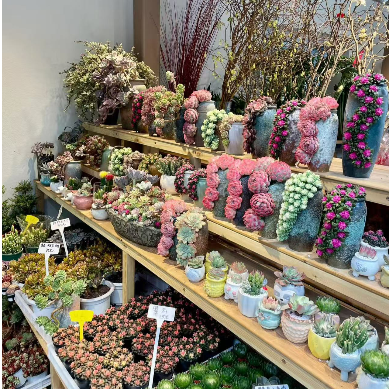 伊湘综合链接多肉植物绿植云南基地直发新手多肉盆栽放阳台好养活