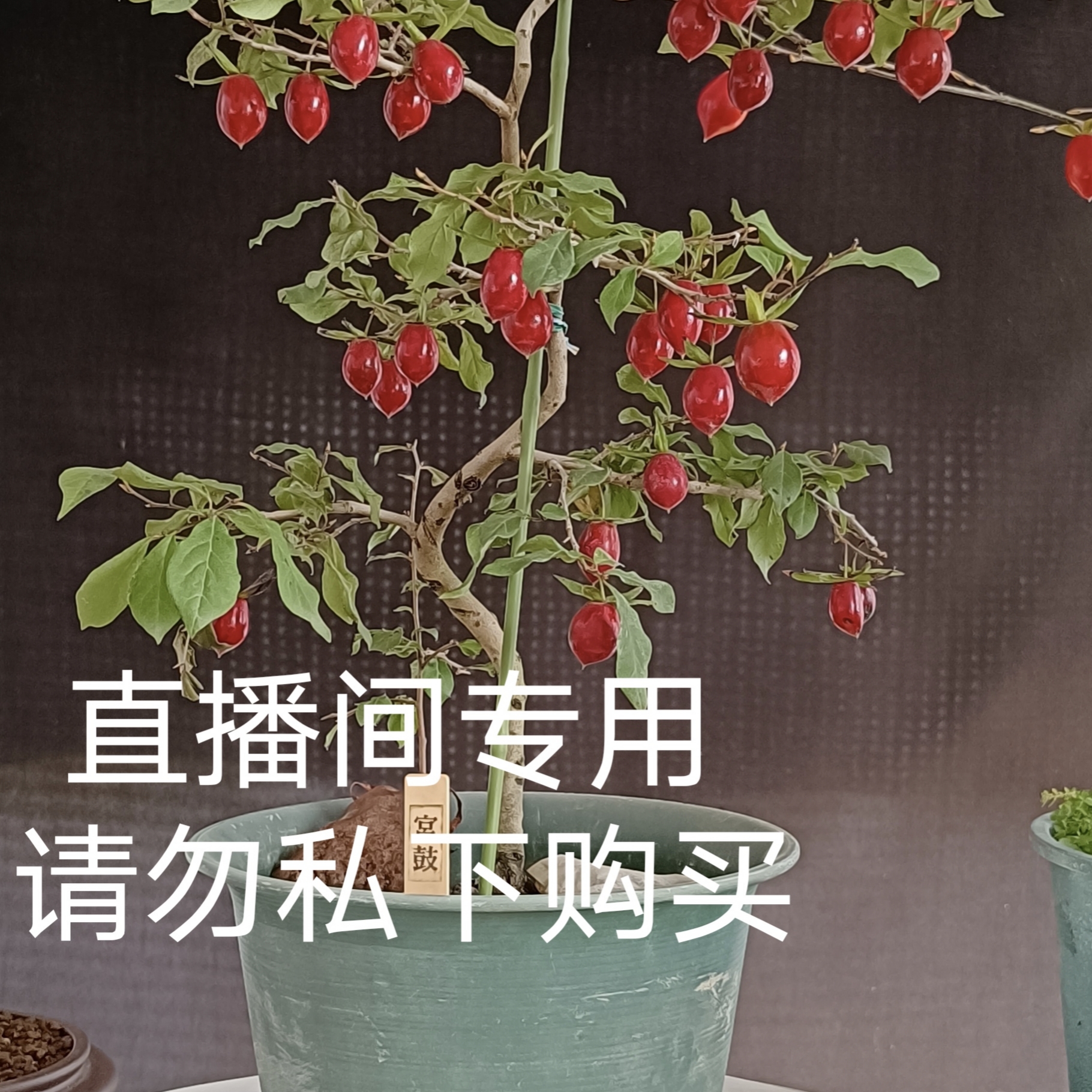 老鸦柿嫁接苗，原生桩（90-500一物一拍）专用码