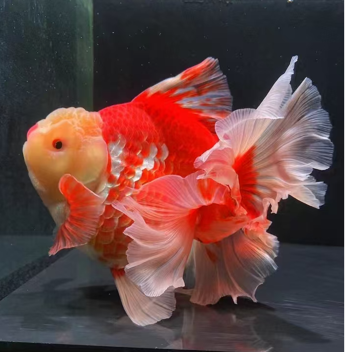 三七金鱼观赏鱼马印灯照射包邮无开箱视频不售后