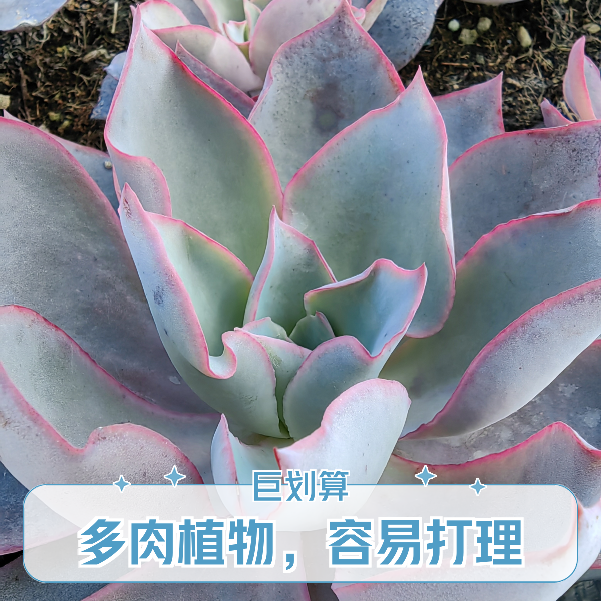 晚霞:淡淡的蓝色，莲花般的叶片。边缘透点红色。好养好看