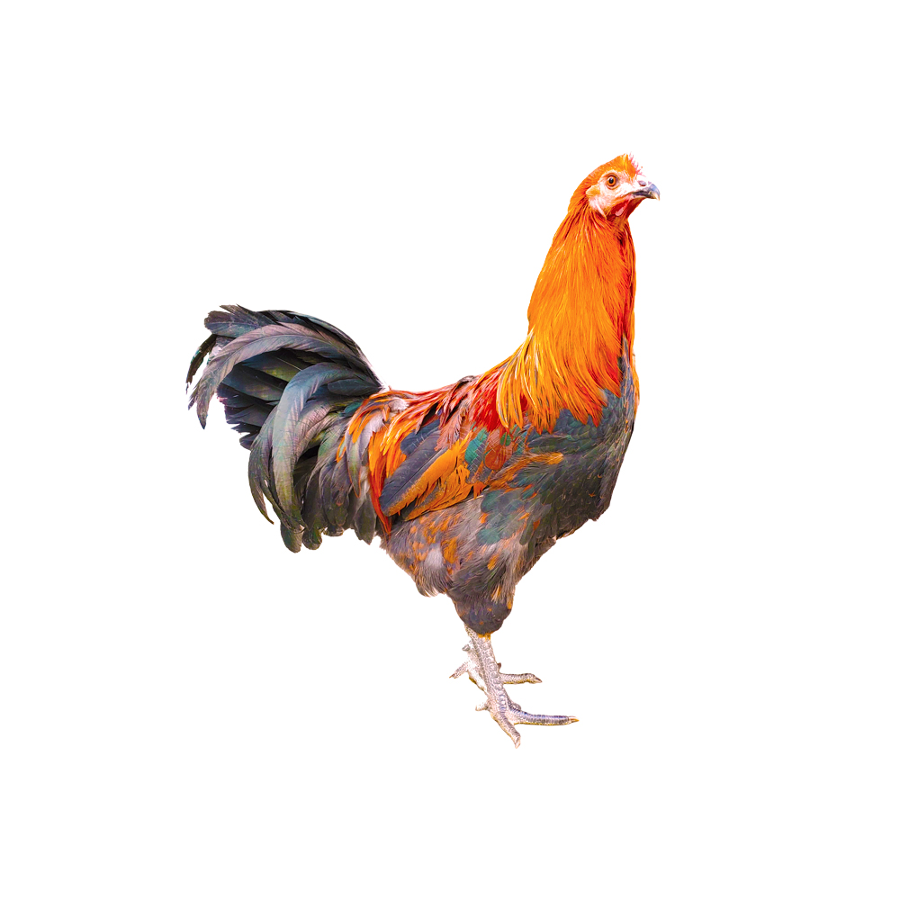 云南本地老品种手工阉鸡线鸡太监鸡月子鸡营养鸡滋补鸡包邮包路损