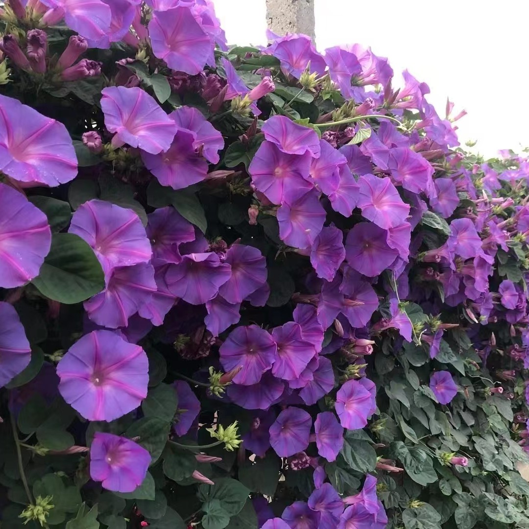 木本矮牵牛(爬藤植物 开花过程会变色)阳台庭院开花植物