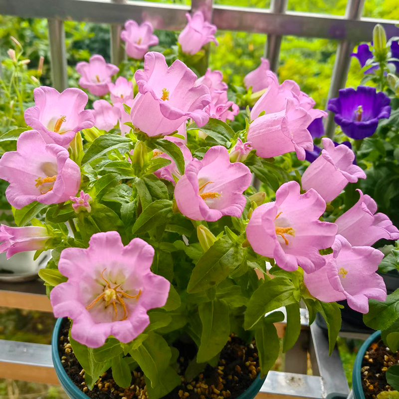 酒杯风铃盆栽(开花机器 耐热)阳台庭院开花植物