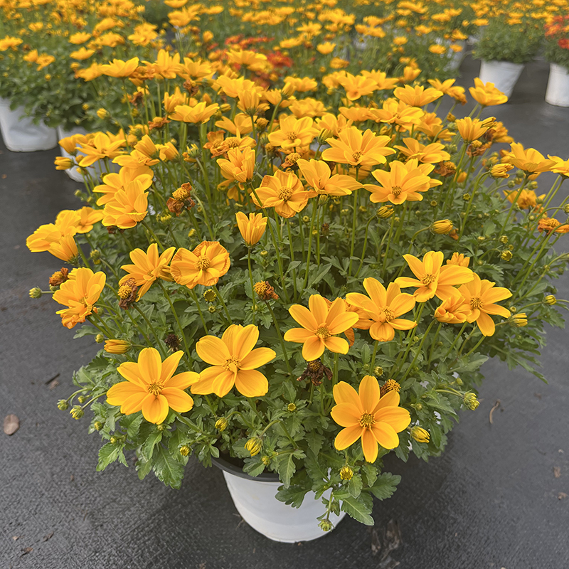 金悠菊盆栽(耐热 花期长)庭院阳台开花植物