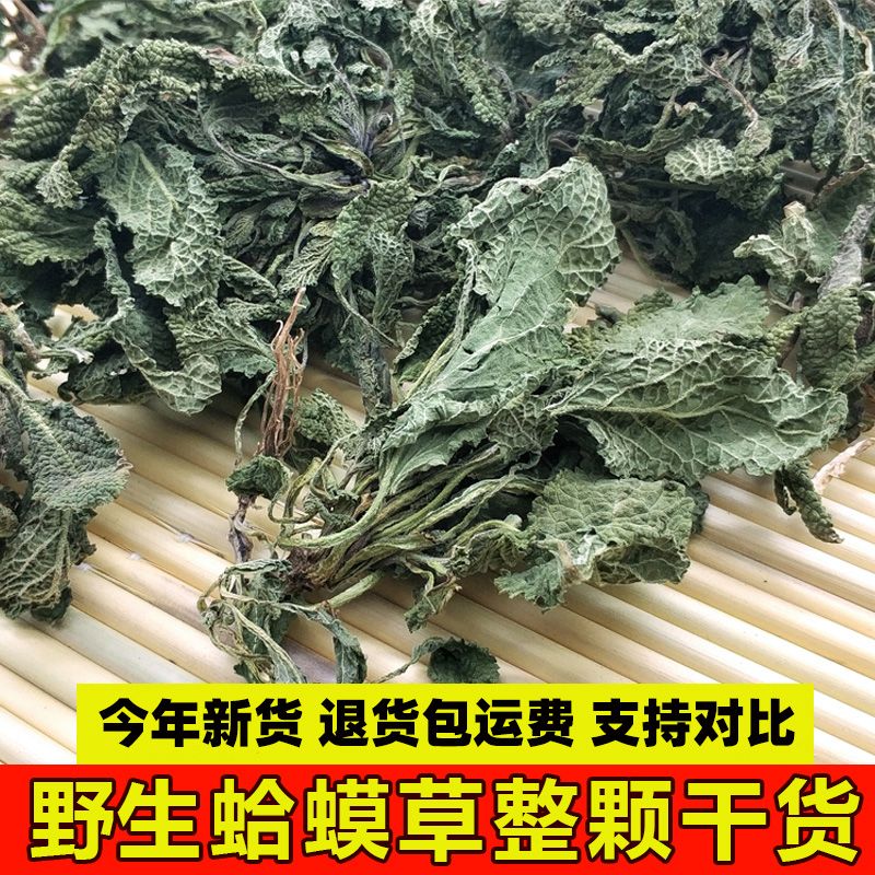 野生蛤蟆草菜 荔枝草 整棵带根 新货癞蛤蟆草 新鲜晒干品 蟾蜍草