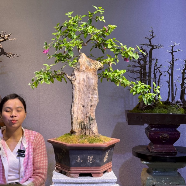 大刀片桩小叶紫花三角梅盆景