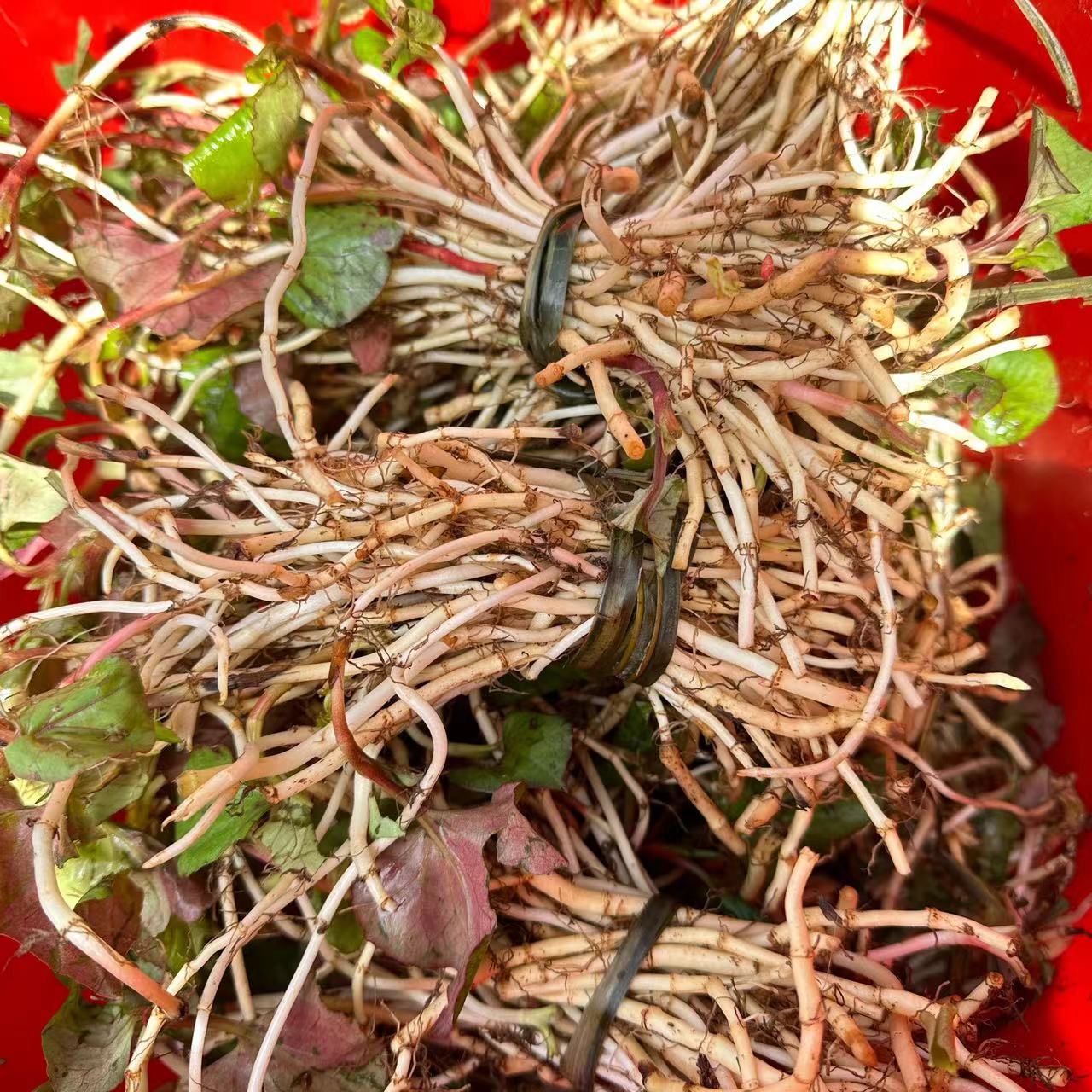 【萍子】贵州农村赶集