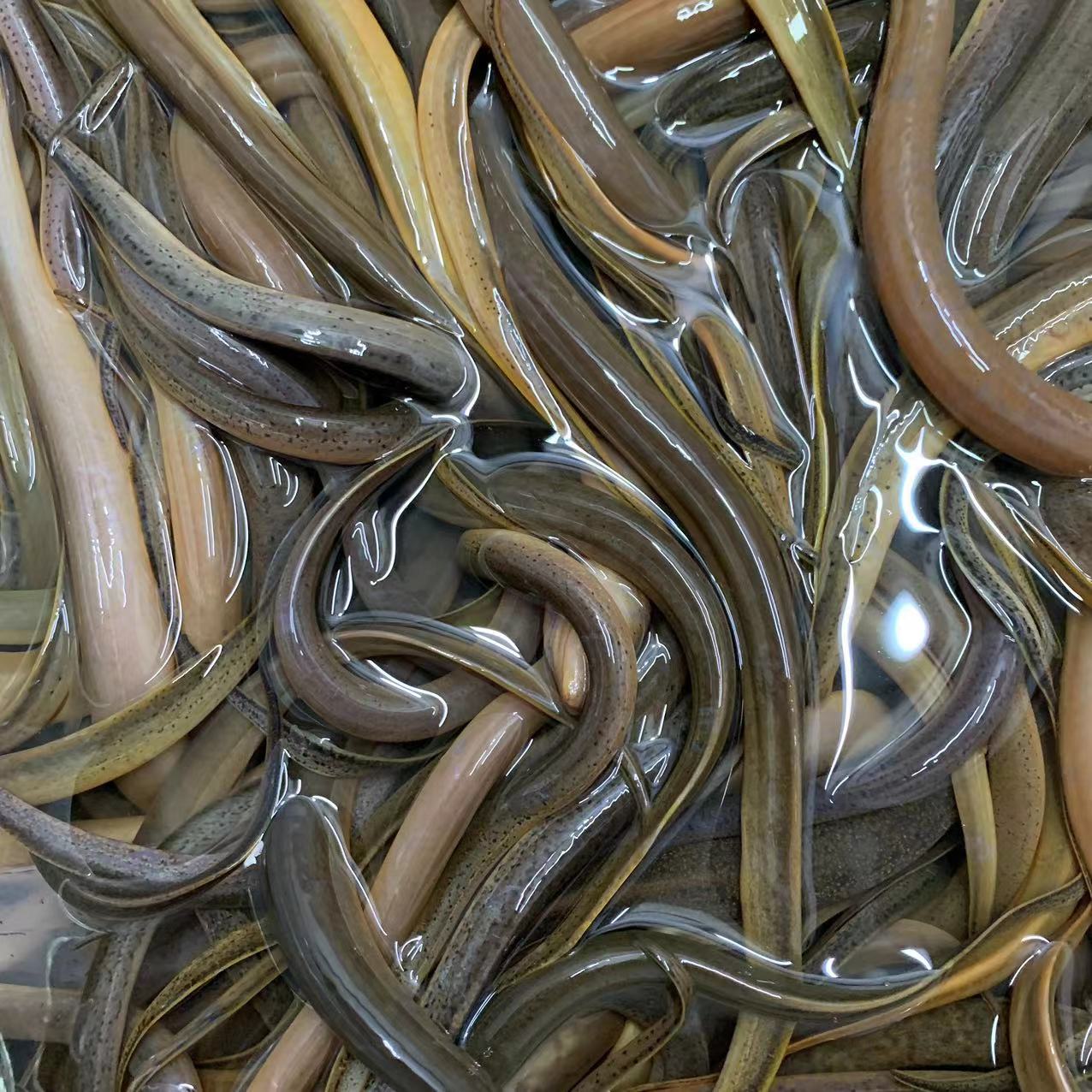 广东顺丰包邮包活阳春本地野生土黄鳝土泥鳅500g煲汤爆炒煲粥