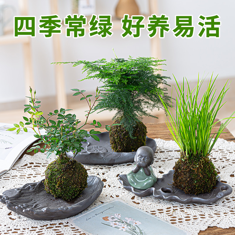 苔藓球绿植微景观植物室内好养花禅意袖珍米竹苔藓盆栽水培小绿植