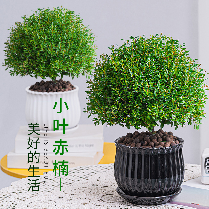 小叶赤楠基地盆栽迷你庭院造景开花四季常青绿植老桩