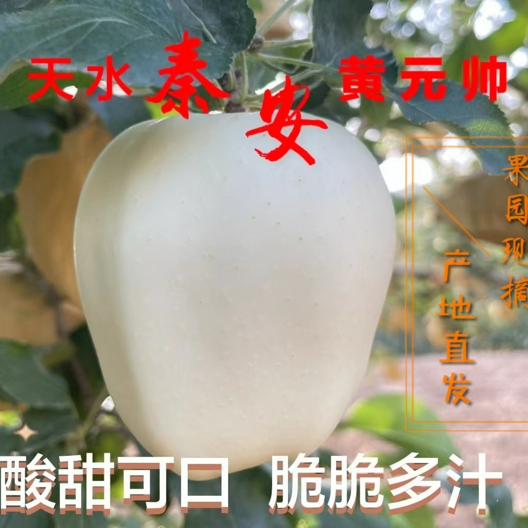 甘肃天水秦安黄元帅苹果酸甜多汁12−14斤脆脆果园