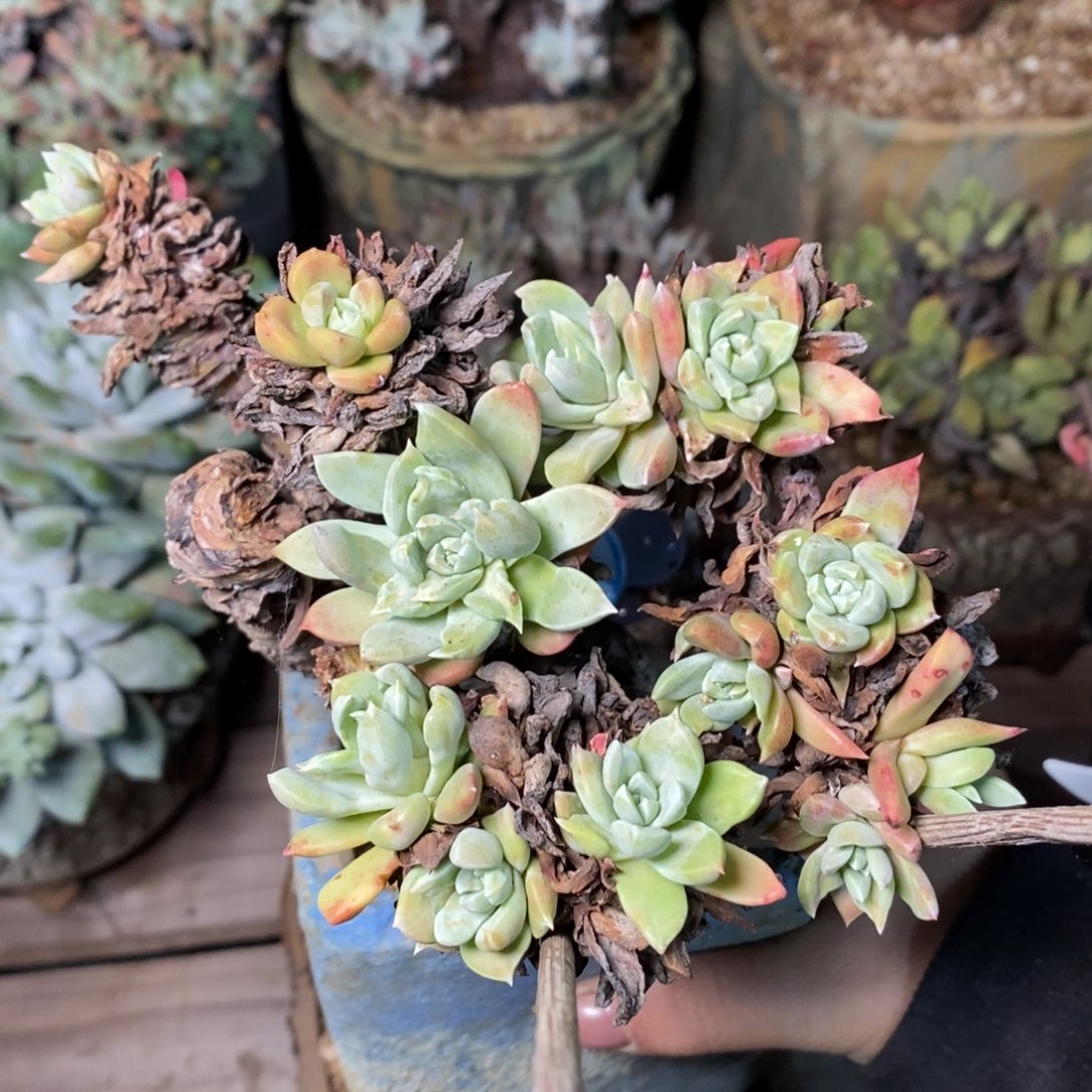 1336瑕疵哈哈哈哈哈哈哈哈