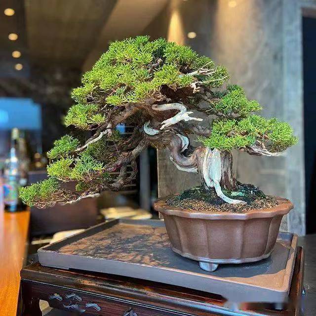 松柏盆景造型盆栽室内室外高端精品绿植花卉庭院别墅造景冬季