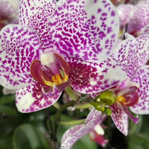 蝴蝶兰黑杰克带花发货