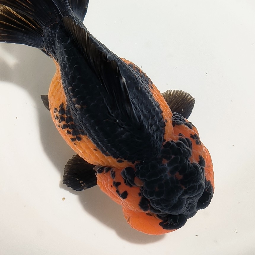 直播间专拍 私自下单随机发 玛丽 兰寿 元宝 国师 泰狮