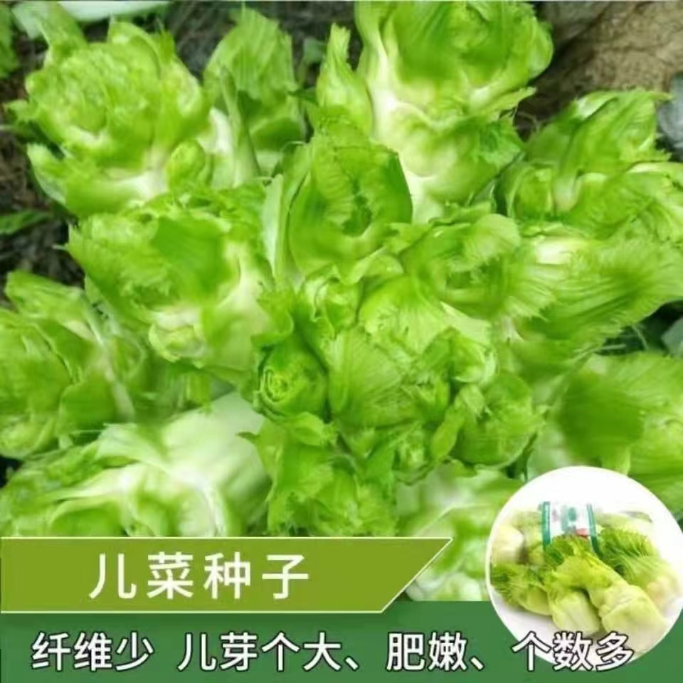 【全店满5元包邮】【52】儿菜种子