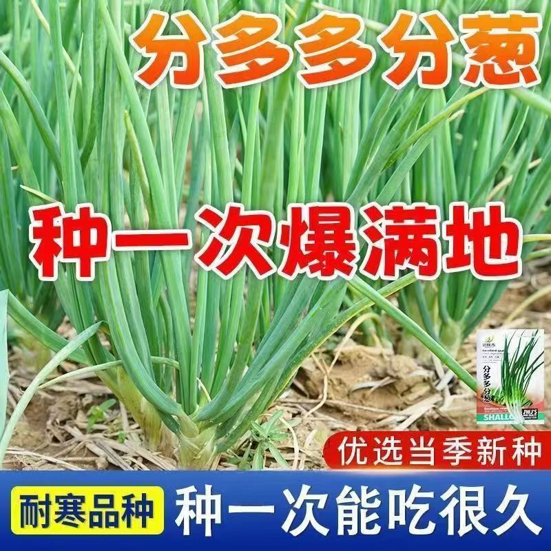 【全店满5元包邮】【116】分葱四季耐寒家庭蔬菜种子菜园子葱种子葱苗