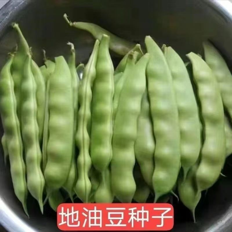 【全店满6包包邮】【135】宽扁油豆种子