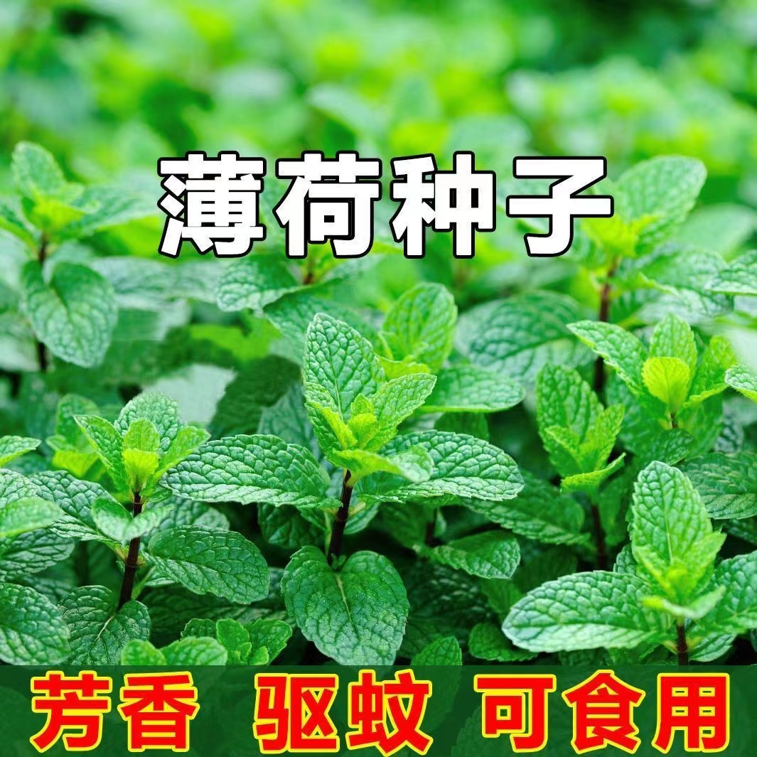 【全店满5元包邮】【54】薄荷菠菜木耳菜种子可食用