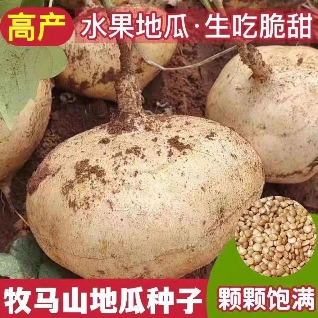 【全店满5元包邮】【57】牧马山地瓜种子南瓜尖水果