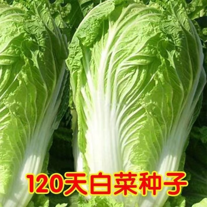 【全店拍满5元包邮】【93】120天大白菜种子