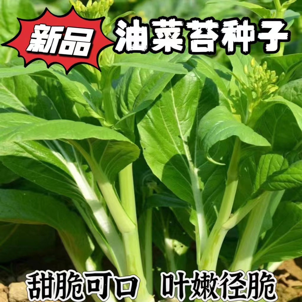 【全店满5元包邮】【98】甜脆油菜苔种子